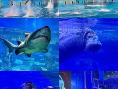 -海合安青岛极地海洋公园