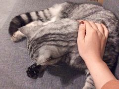 皮蛋-猫友咖啡店(玉林西路店)