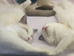 -喵的天空名猫咖啡馆·撸猫·猫舍·用品