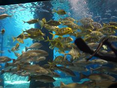 -北戴河圣蓝海洋公园