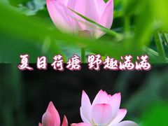 -白洋淀风景区