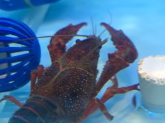 -虾弄弄海派小龙虾·牛羊蝎子火锅