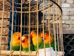 -鱼桥巷·美学川菜