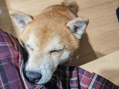 -是阿柴呀！柴犬咖啡·爱喵喵猫咖