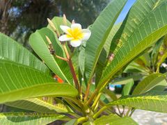 -惠州金海湾嘉华度假酒店