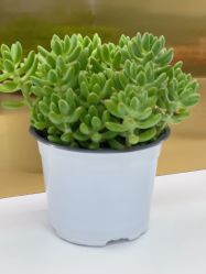 -久匠纹眉·半永久纹绣