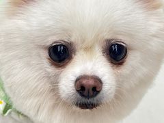 -怪兽屋·羊驼·猫咖·狗咖(俊华广场店)