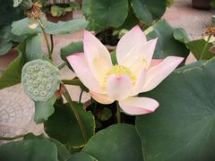 -莲花池公园