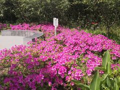 -昆山城市生态森林公园