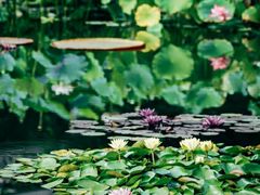-国家植物园南园