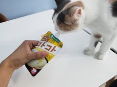 -喵的天空名猫咖啡馆·撸猫·猫舍·用品