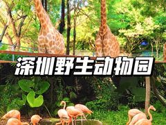 -深圳野生动物园