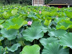 -梁鸿国家湿地公园