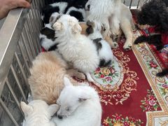 -哈尔滨道外花鸟鱼市场