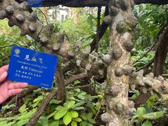 -中国科学院西双版纳热带植物园