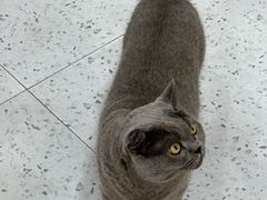 -喵园·猫主题咖啡厅·撸猫·猫咖(国贸店)