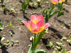 -长春公园(普阳街道)