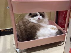 -藏猫猫咖啡主题馆(中央大道店)