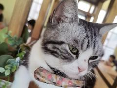 -猫小院猫主题餐厅(南锣旗舰店)