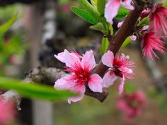 -南汇桃花村