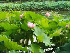 -陈家山荷花公园