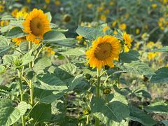 -春花秋色城市公园