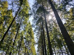 -黄海国家森林公园