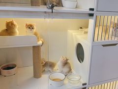 -十月米努特矮脚猫舍