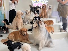 -汪说·狗咖·拼豆·宠物周边DIY(旺城大厦店)