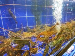 -星椰叻沙·椰浆鲜虾面(江南西店)