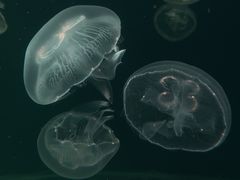 -南昌融创海世界