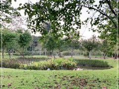 -中国科学院西双版纳热带植物园