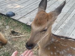 -北京鹿世界主题园