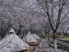 -古柏渡丰乐樱花园