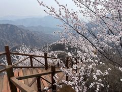 -大岭沟猕猴桃谷风景区