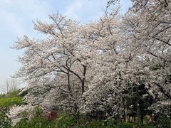 -嘉定紫藤园