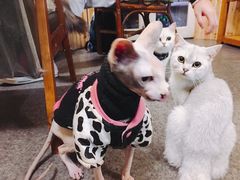 -猫色咖啡·猫咖