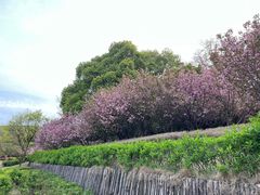-穹窿山景区