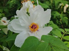 -洛阳市隋唐城遗址植物园