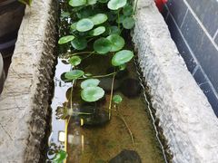 -百花洲
