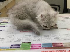 -美联众合动物医院·24h京西诊疗中心