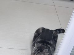 -全心全意连锁动物医院·微创中心·内科急重症·心脏专科(丰管路店)