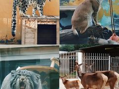 -青藏高原野生动物园