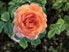 -蘇河湾·新鲁菜·泰山宴(泰山店)