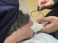 -格蕾宠物医院24H·猫科·肿瘤科·骨科中心(福州总院)