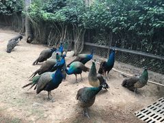 -深圳野生动物园