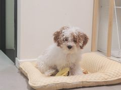 -多乐狗狗宠物训练工作室