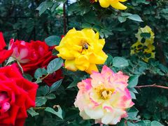 -永定河休闲森林公园