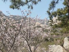 -崂山巨峰游览区