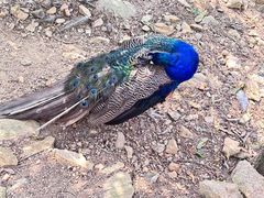 -西霞口神雕山野生动物世界